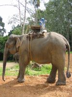 Elefantti Khao Sokissa